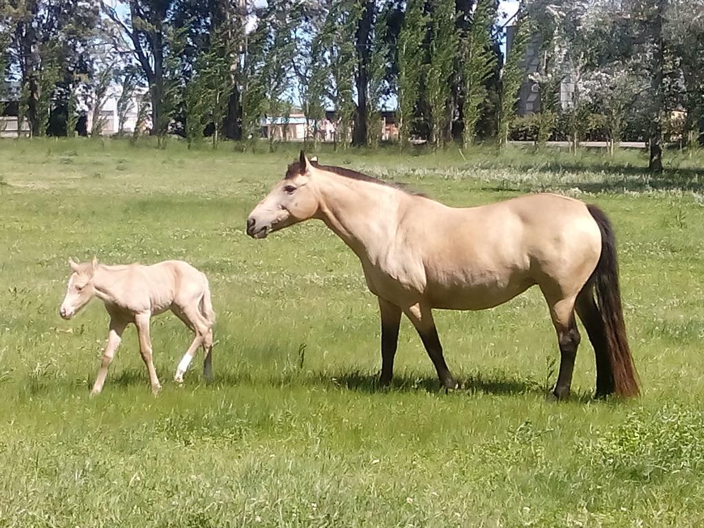 Chacras De Azcona Hosteria Azul Kültér fotó